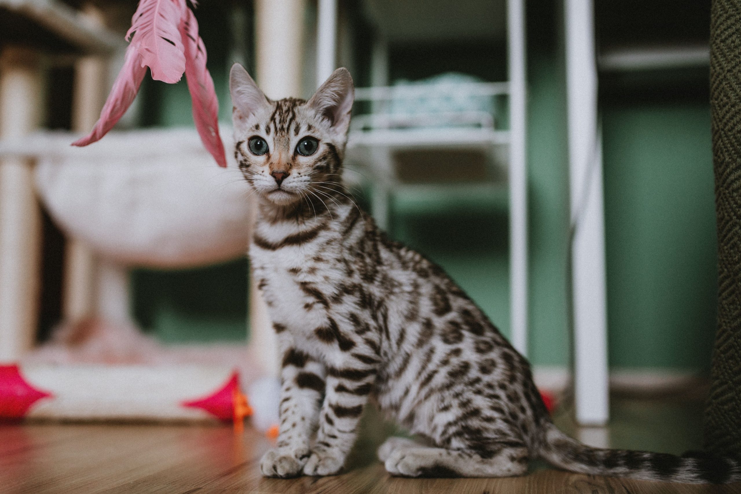 Jouets interactifs vs jouets classiques pour chat