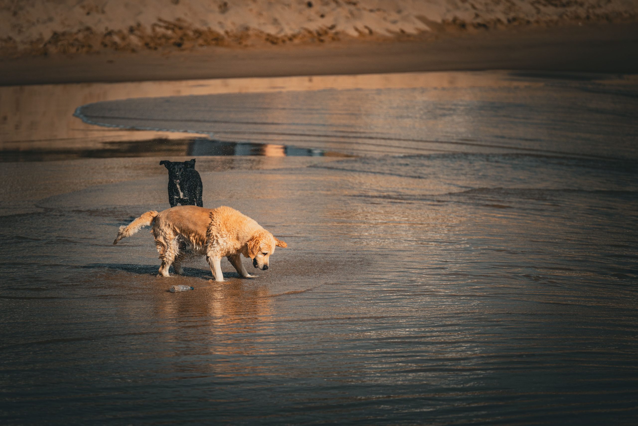 Labrador vs golden retriever