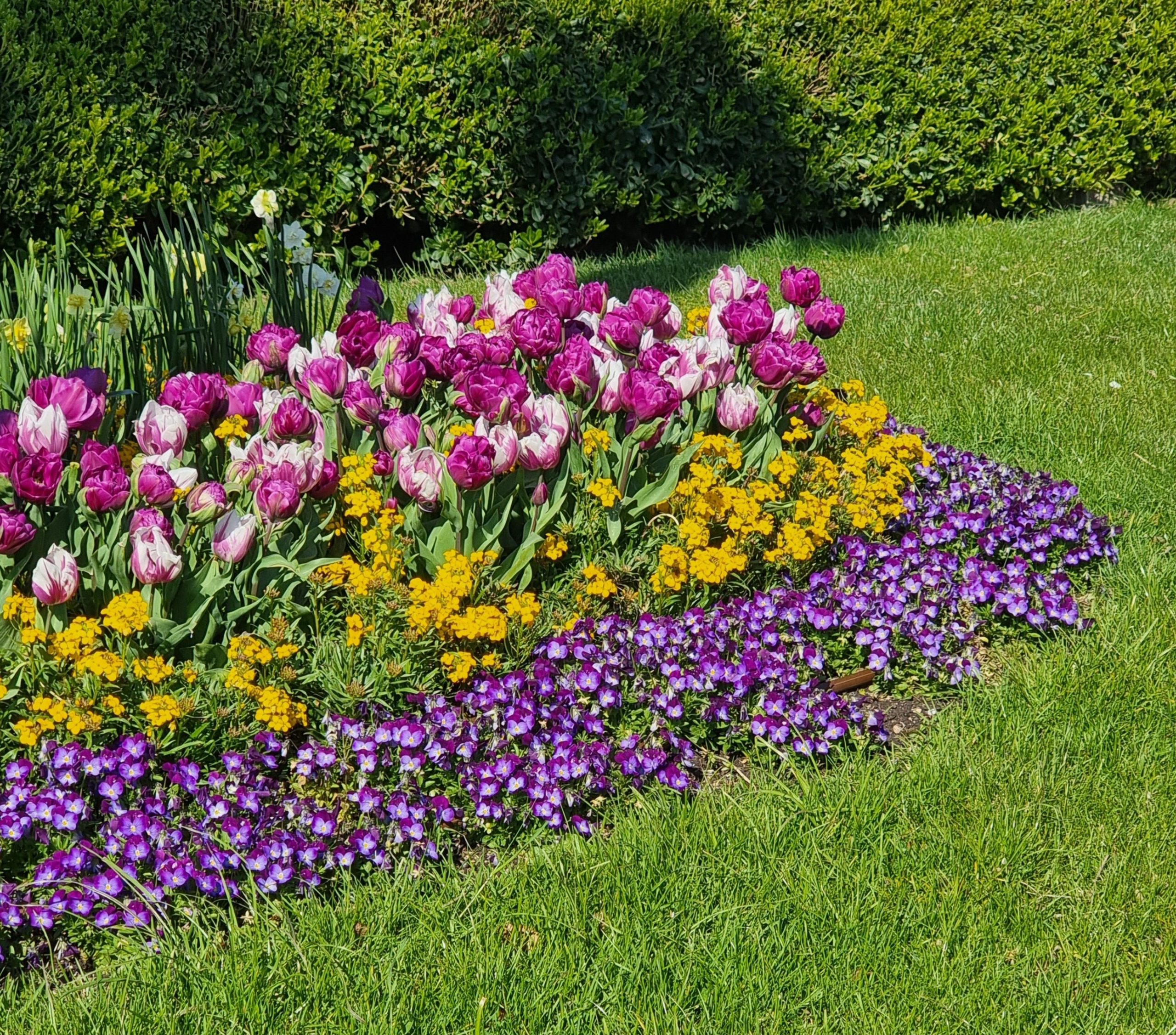 Massifs floraux ou pelouse