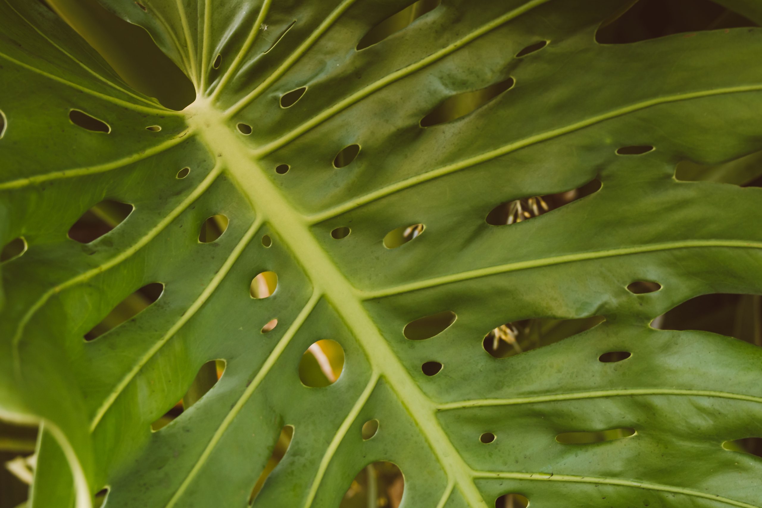 Monstera ou philodendron