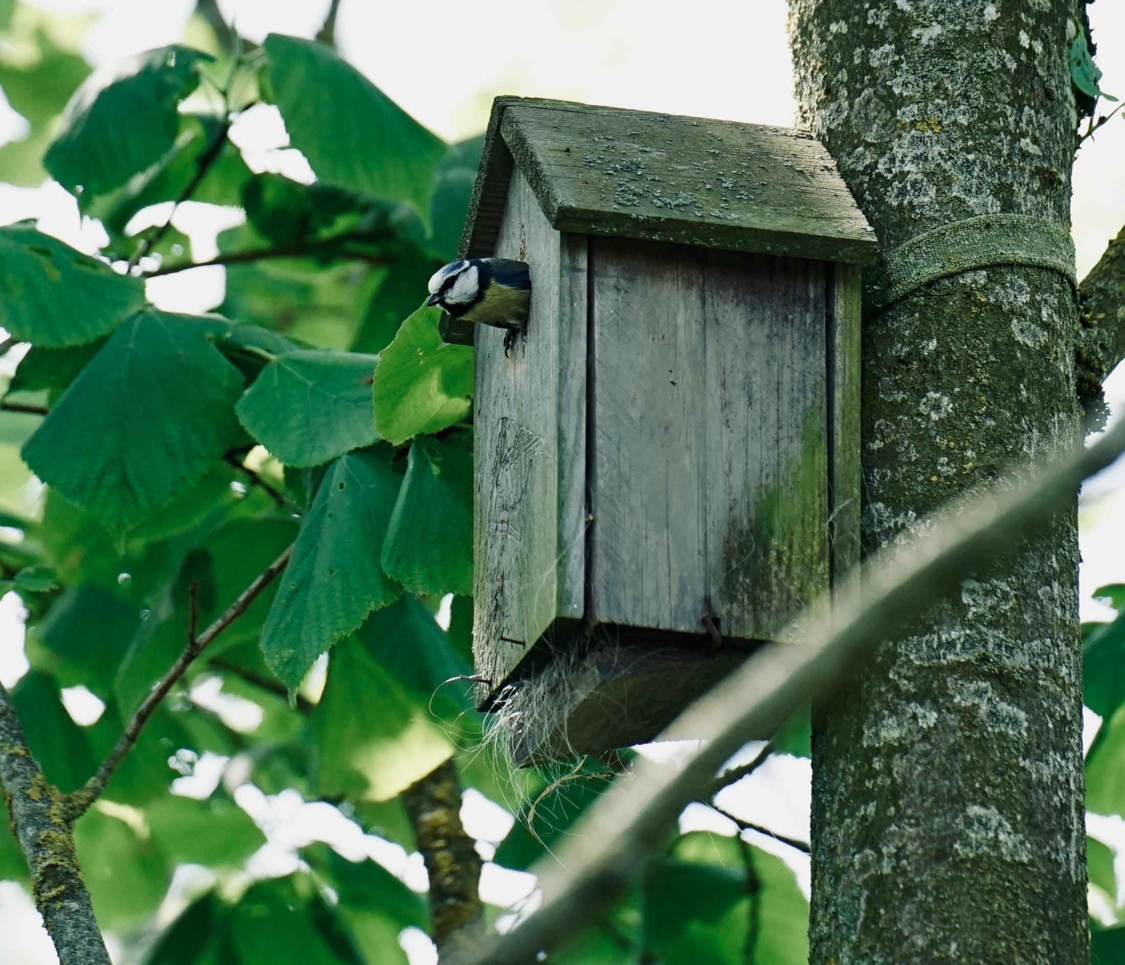 Nichoir pour oiseaux ou mangeoire