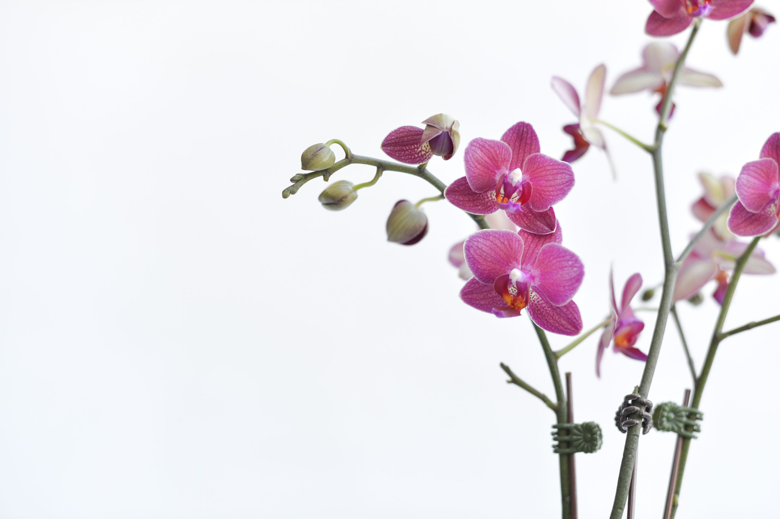 Orchidée Phalaenopsis ou Cymbidium