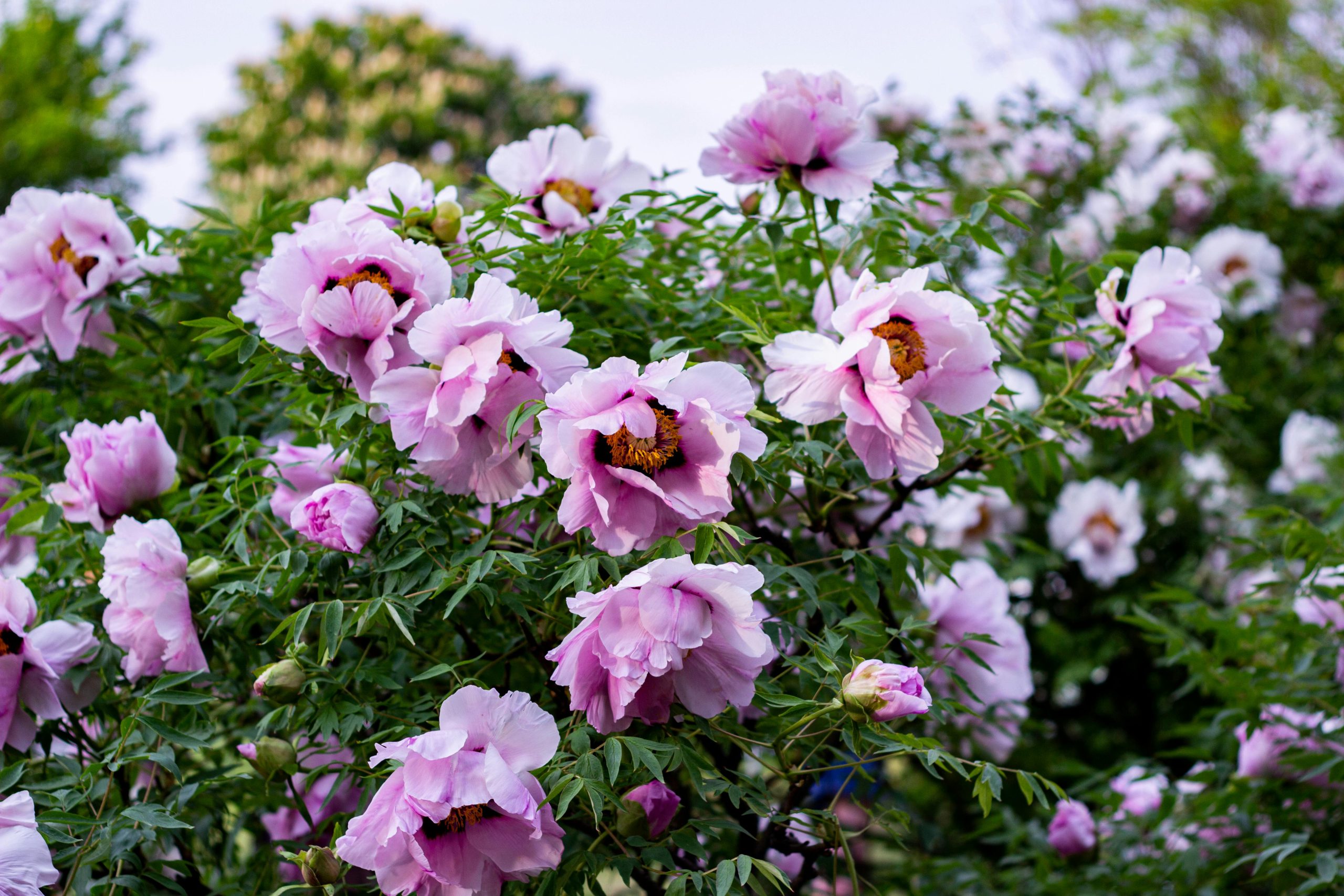Pivoine arbustive ou pivoine herbacée
