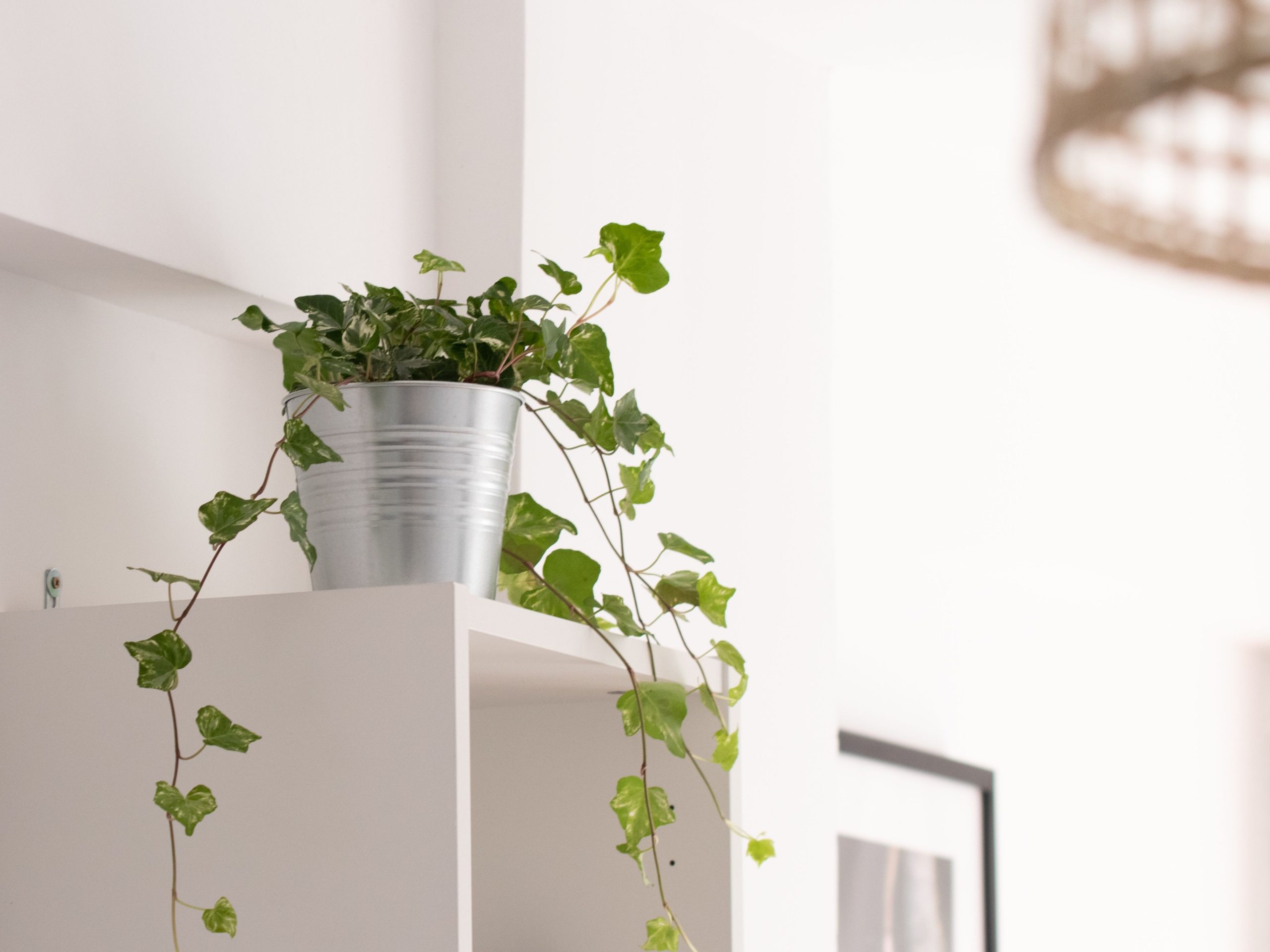 Plante dépolluante ou plante simplement décorative