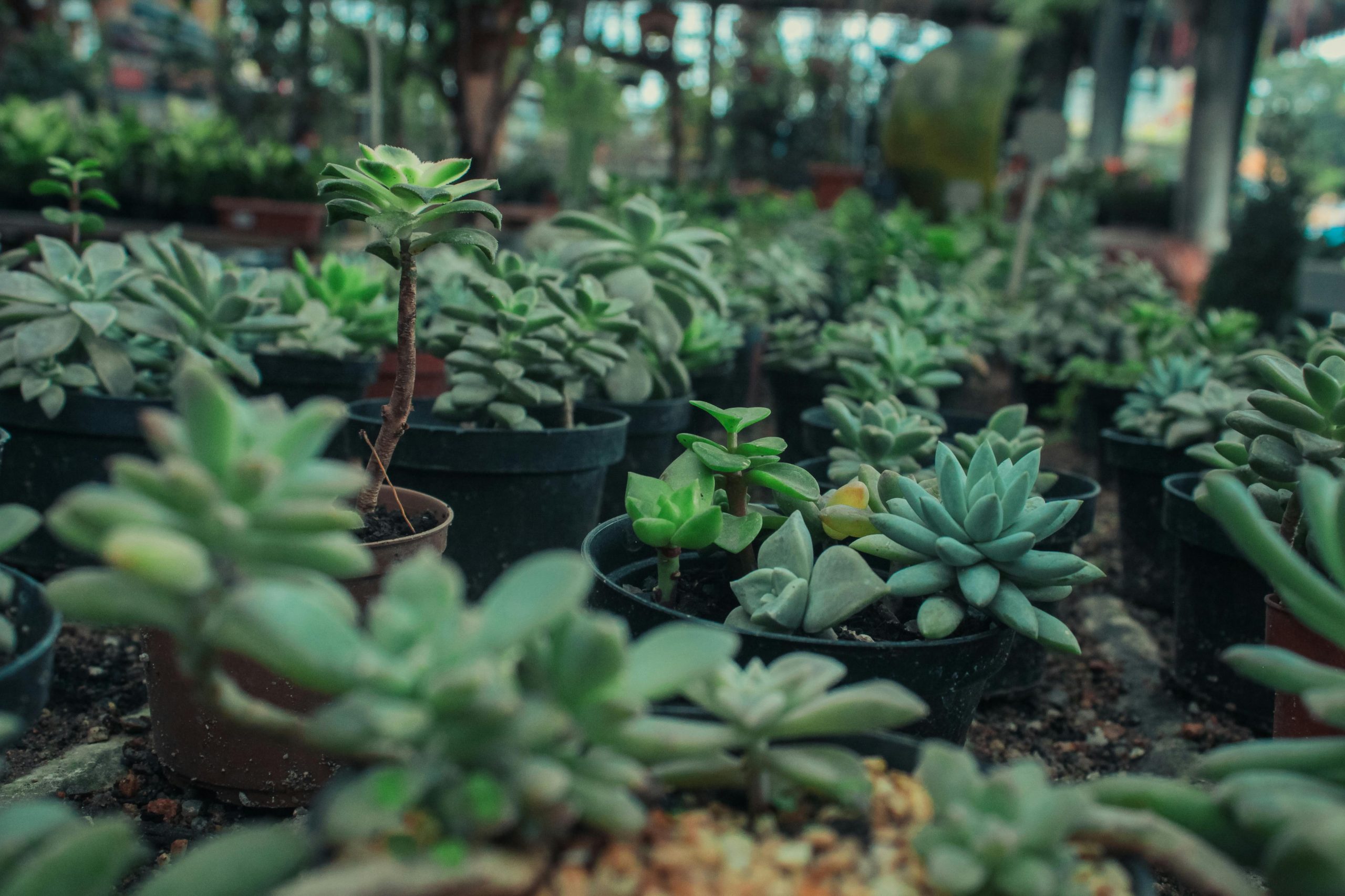 Plante grasse ou plante tropicale en intérieur
