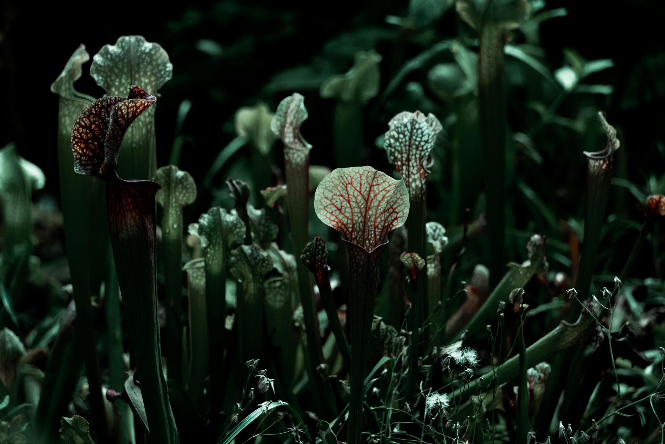 Plantes carnivores ou cactus
