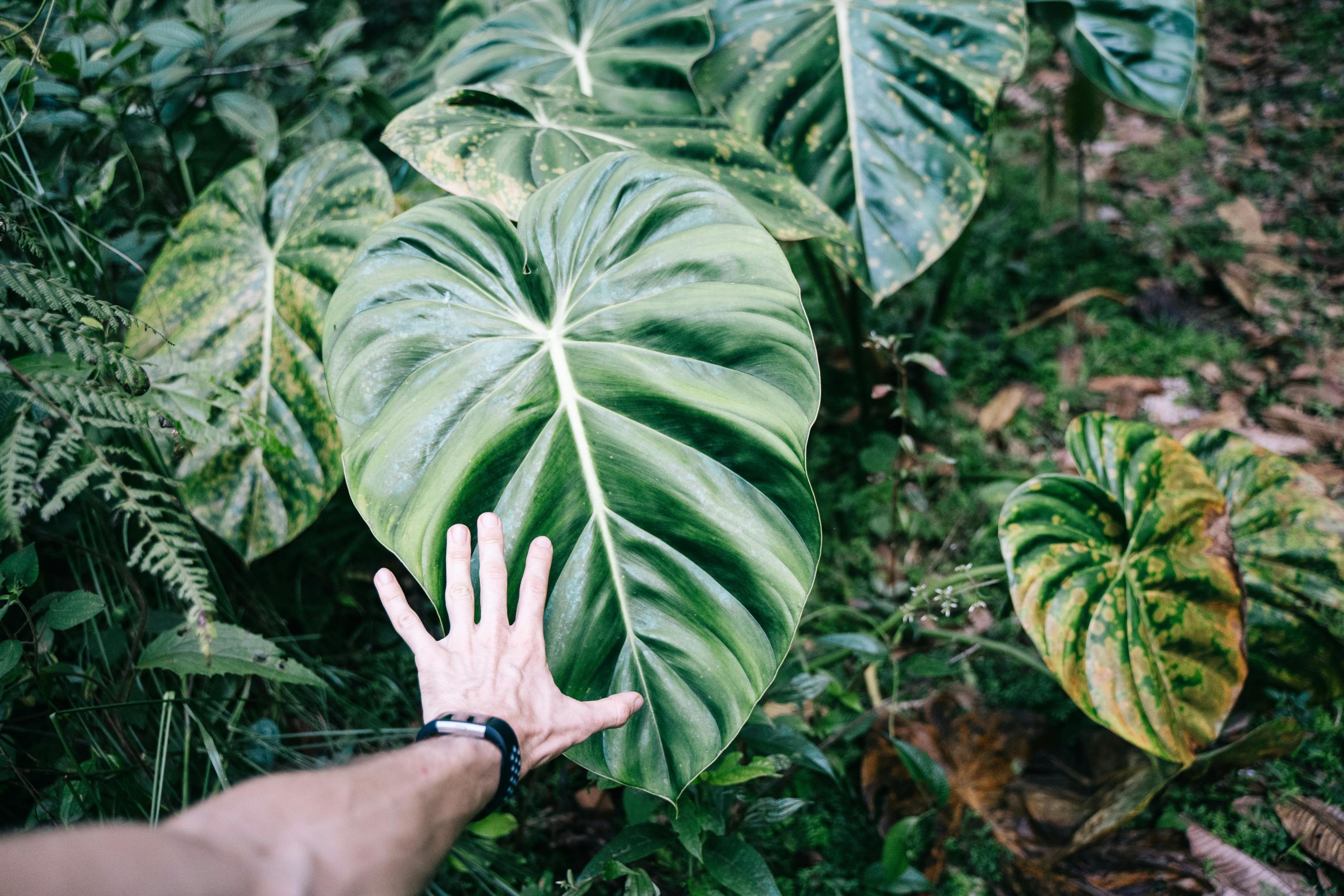 Plantes locales vs plantes exotiques
