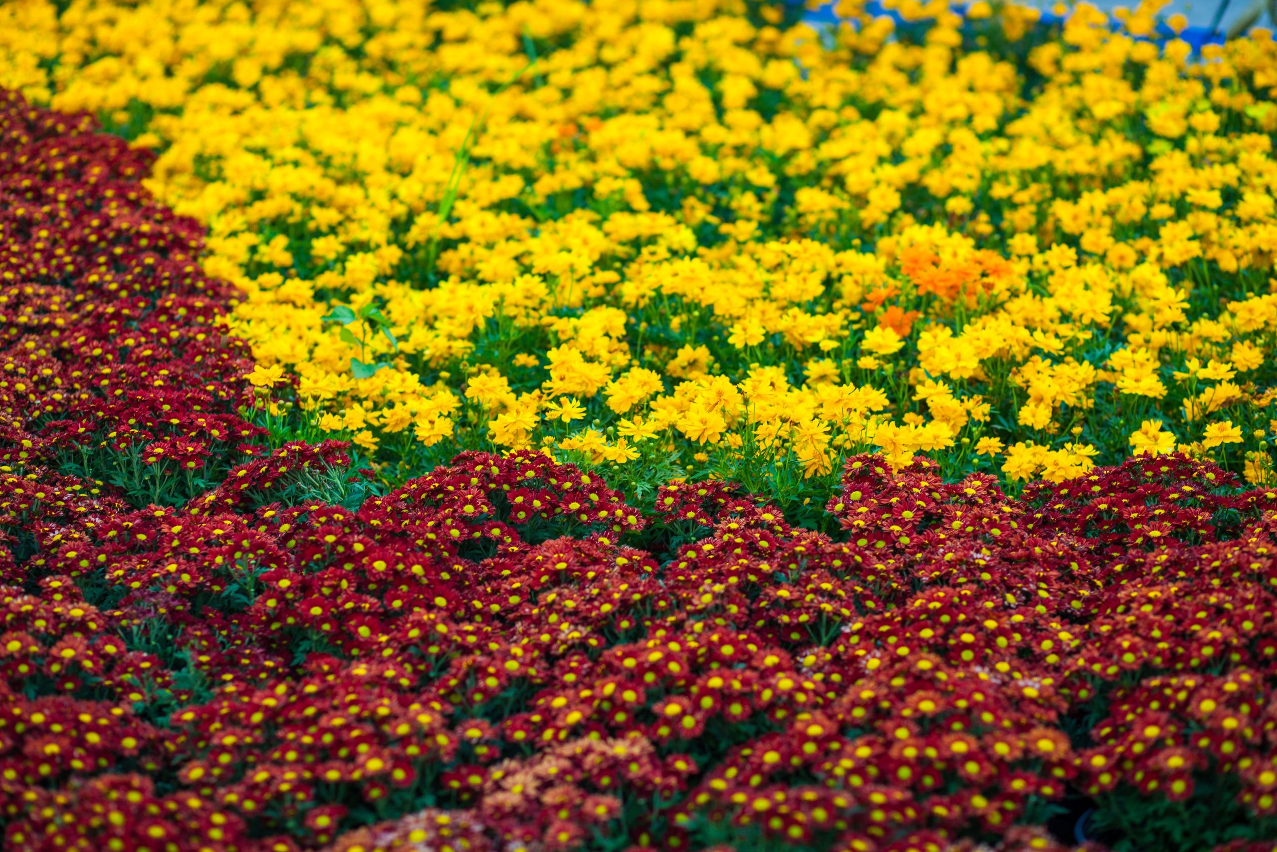 Plantes vivaces ou annuelles