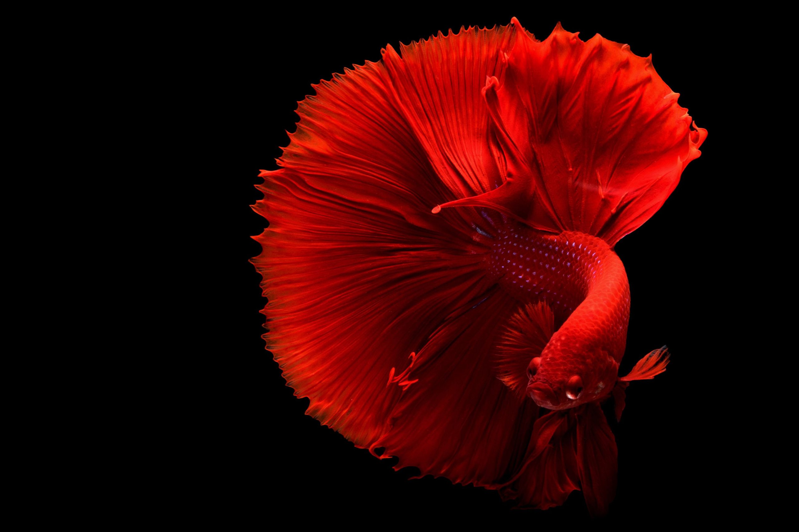 Poisson rouge contre poisson combattant