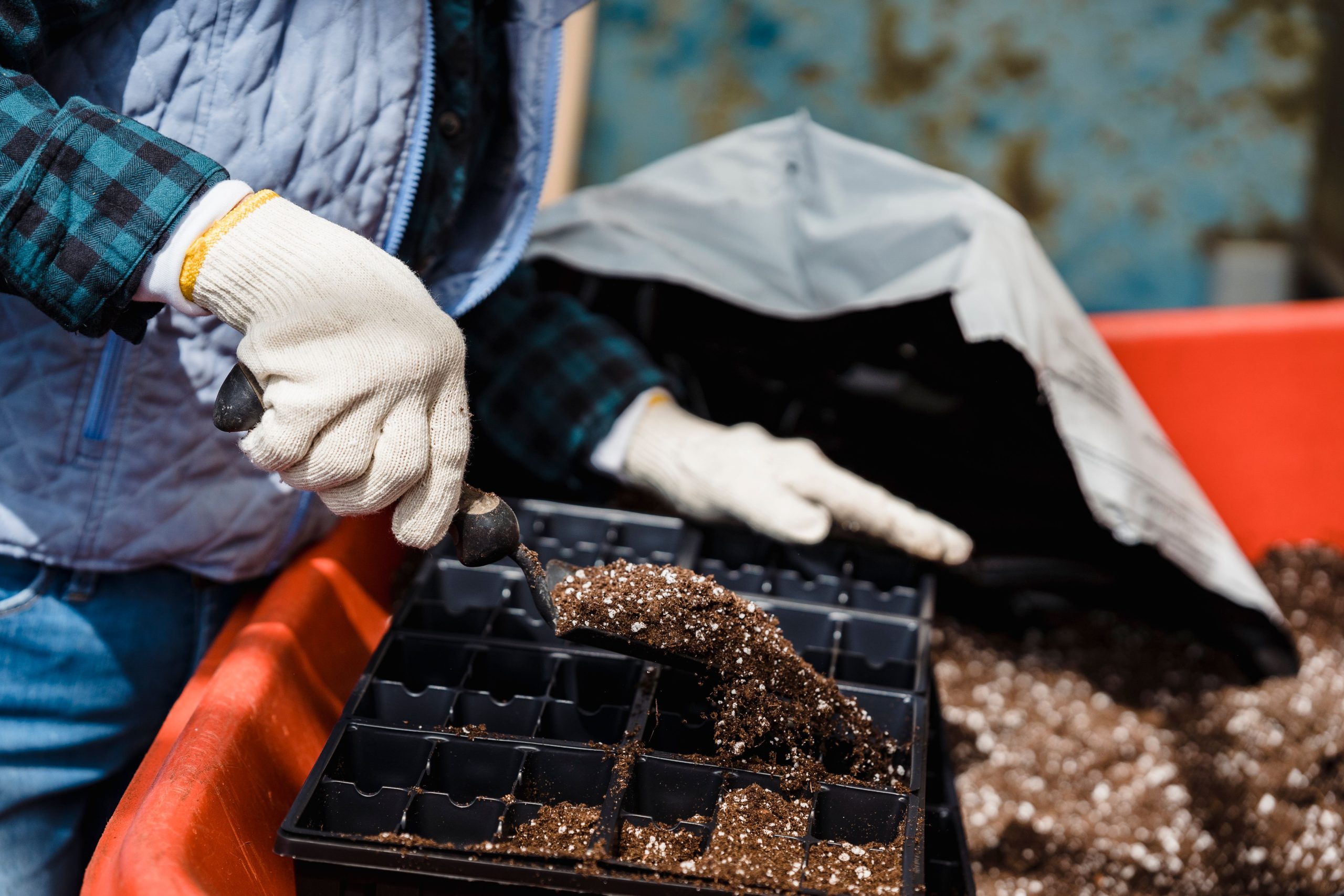 Potager en bac vs pleine terre