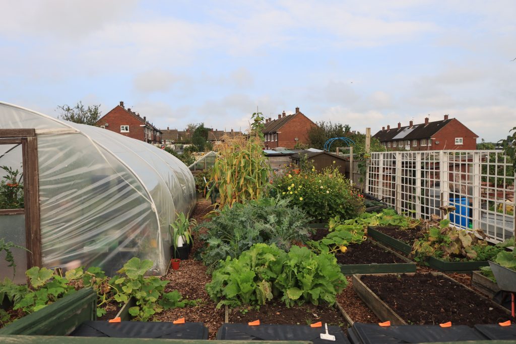 Potager en lasagnes ou en butte