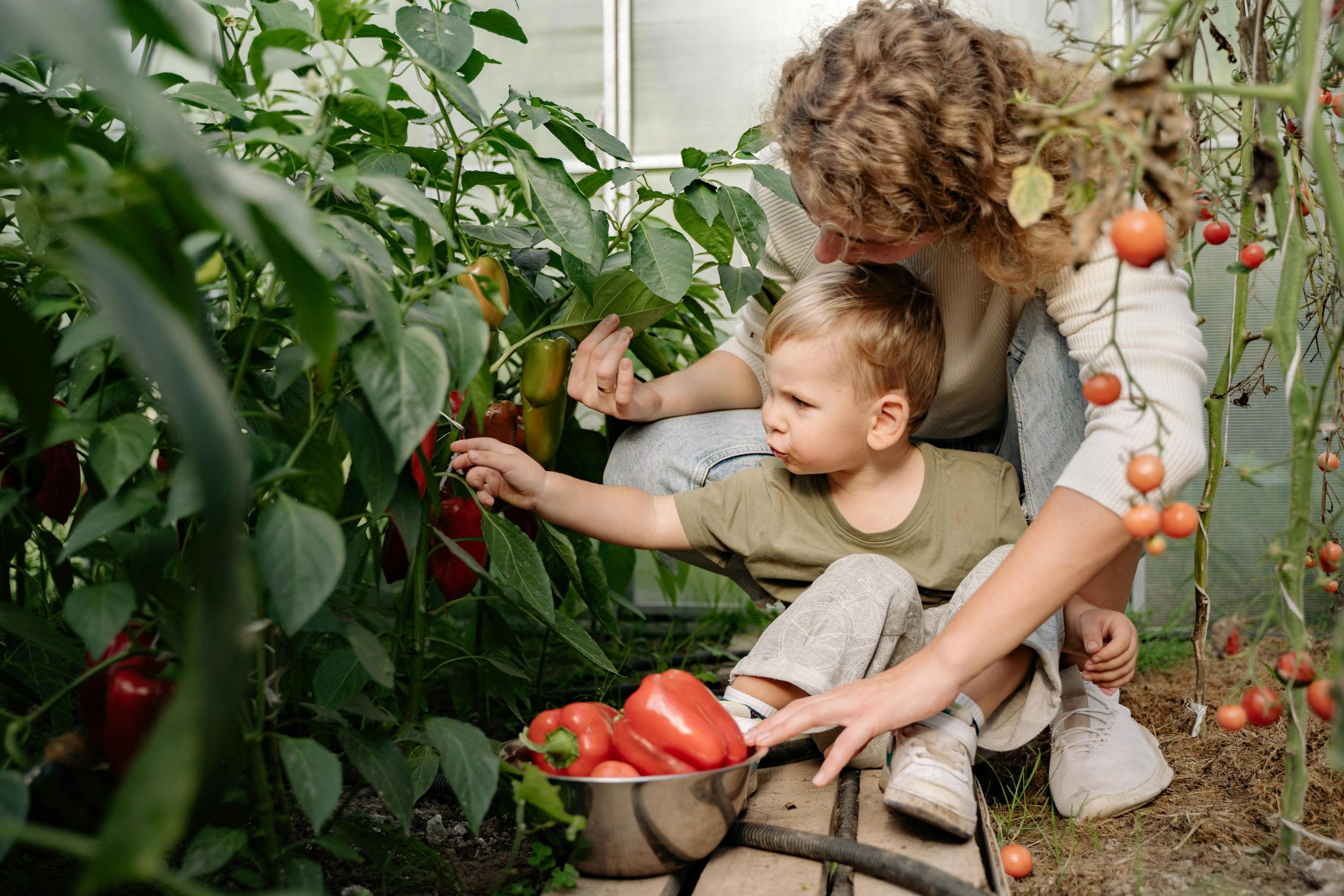 Potager familial ou individuel