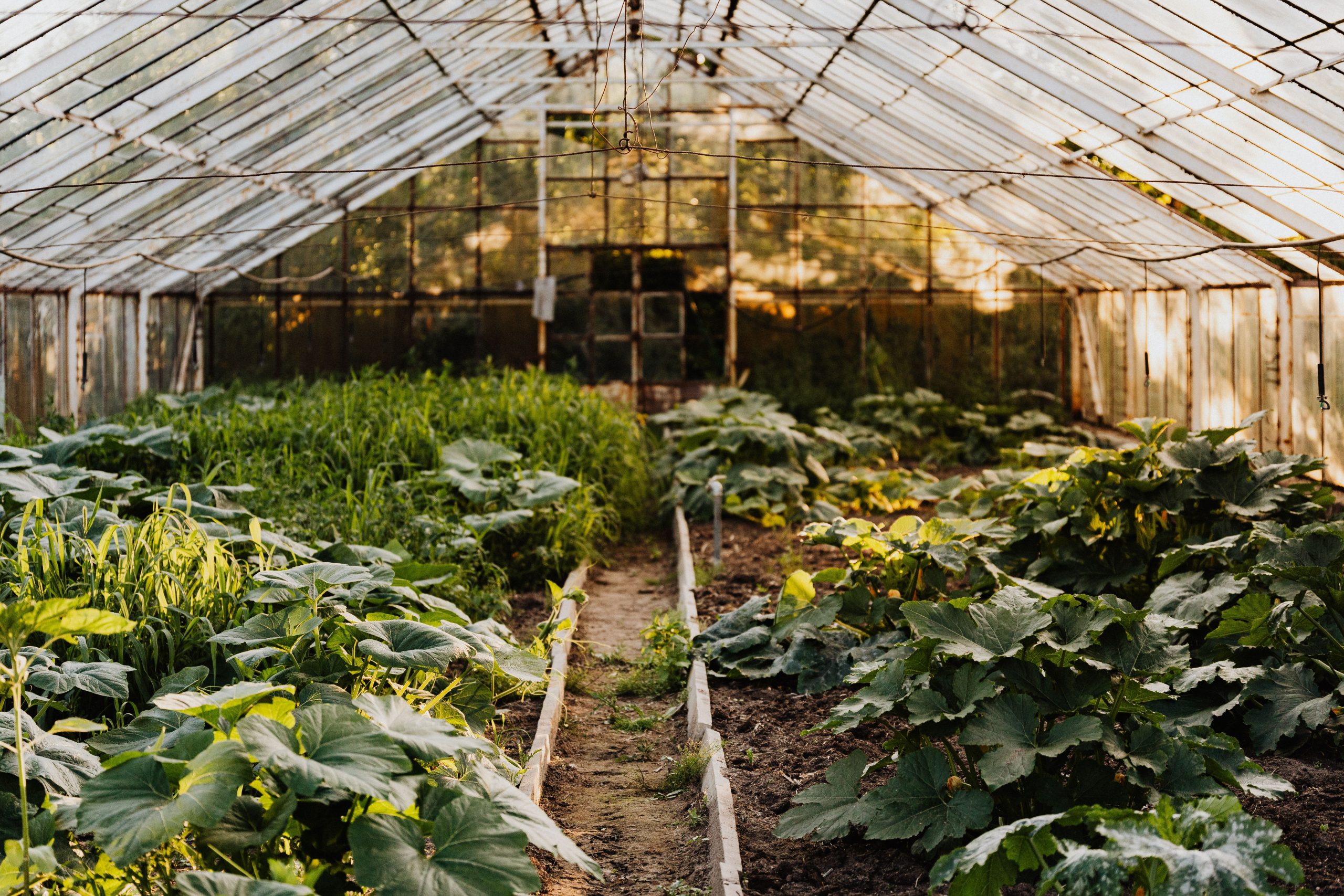 Potager ou serre