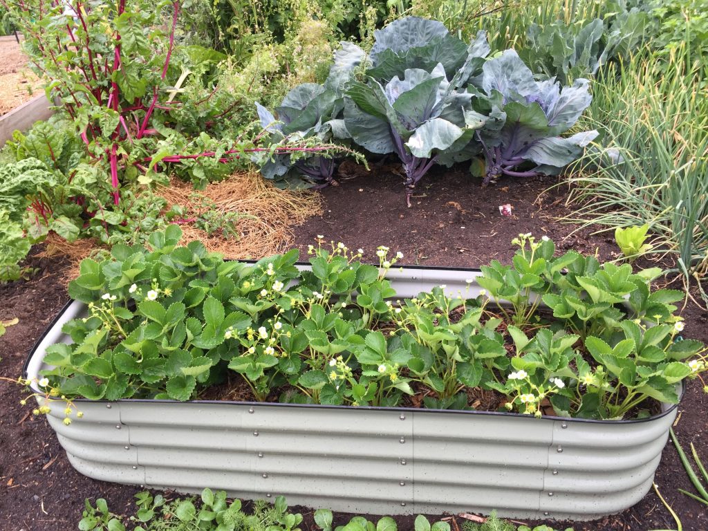 Potager surélevé vs potager au sol