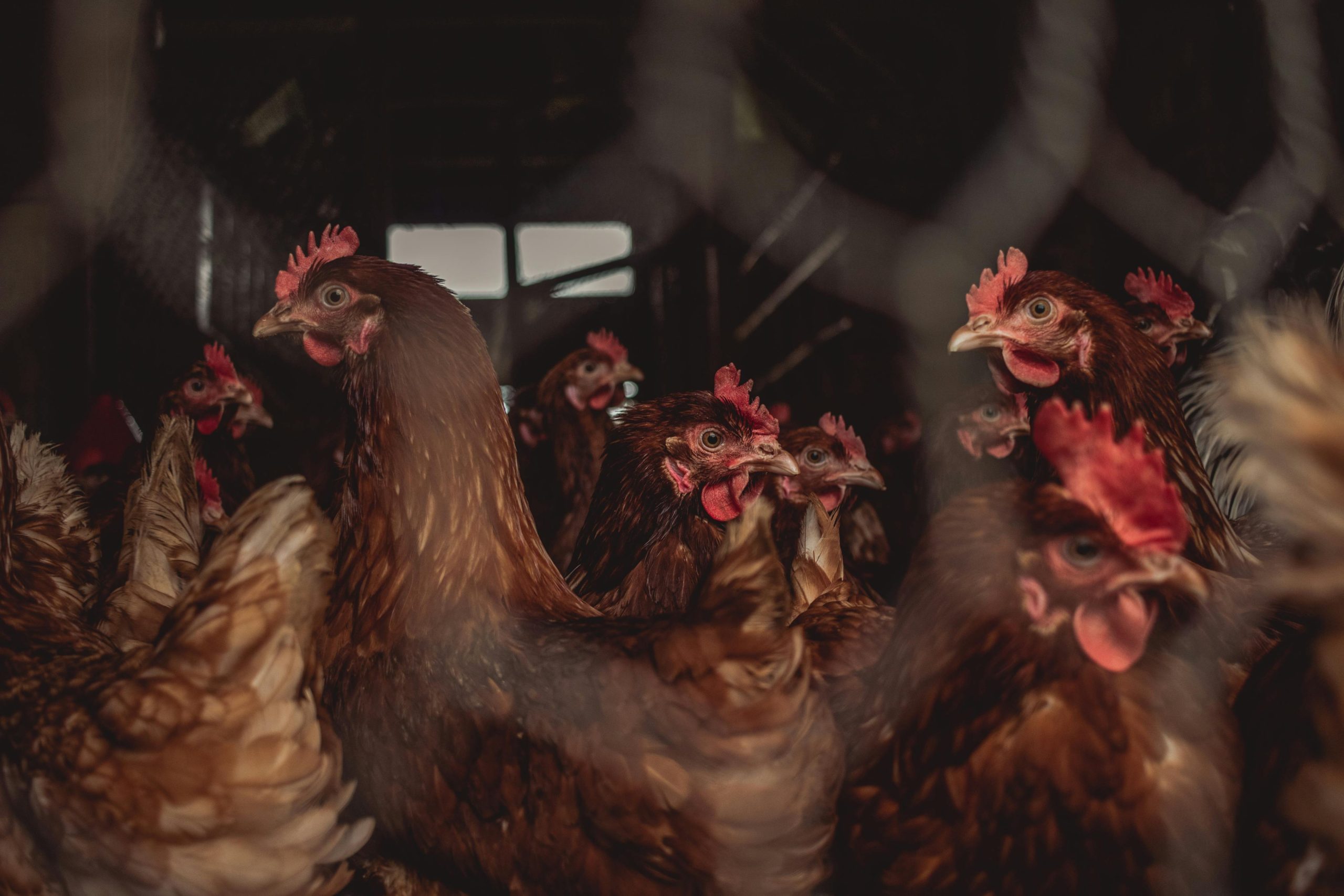 Poulet fermier contre poulet industriel