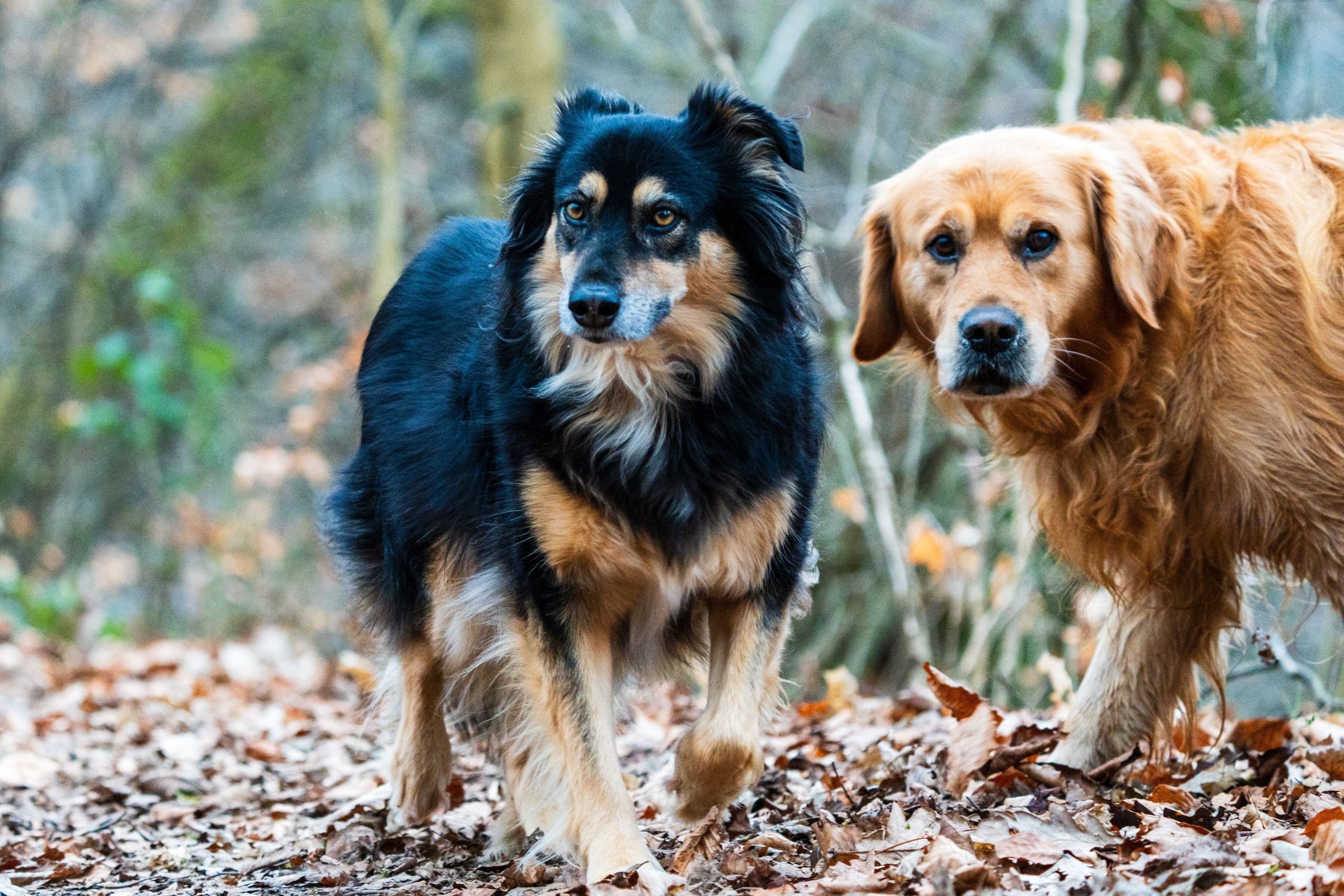 Promenade libre ou parcours d'agility