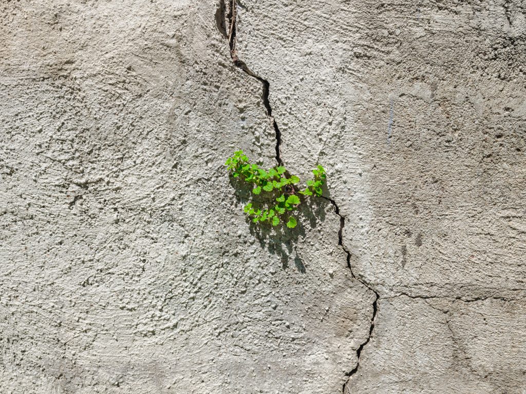 Résilience ou persévérance