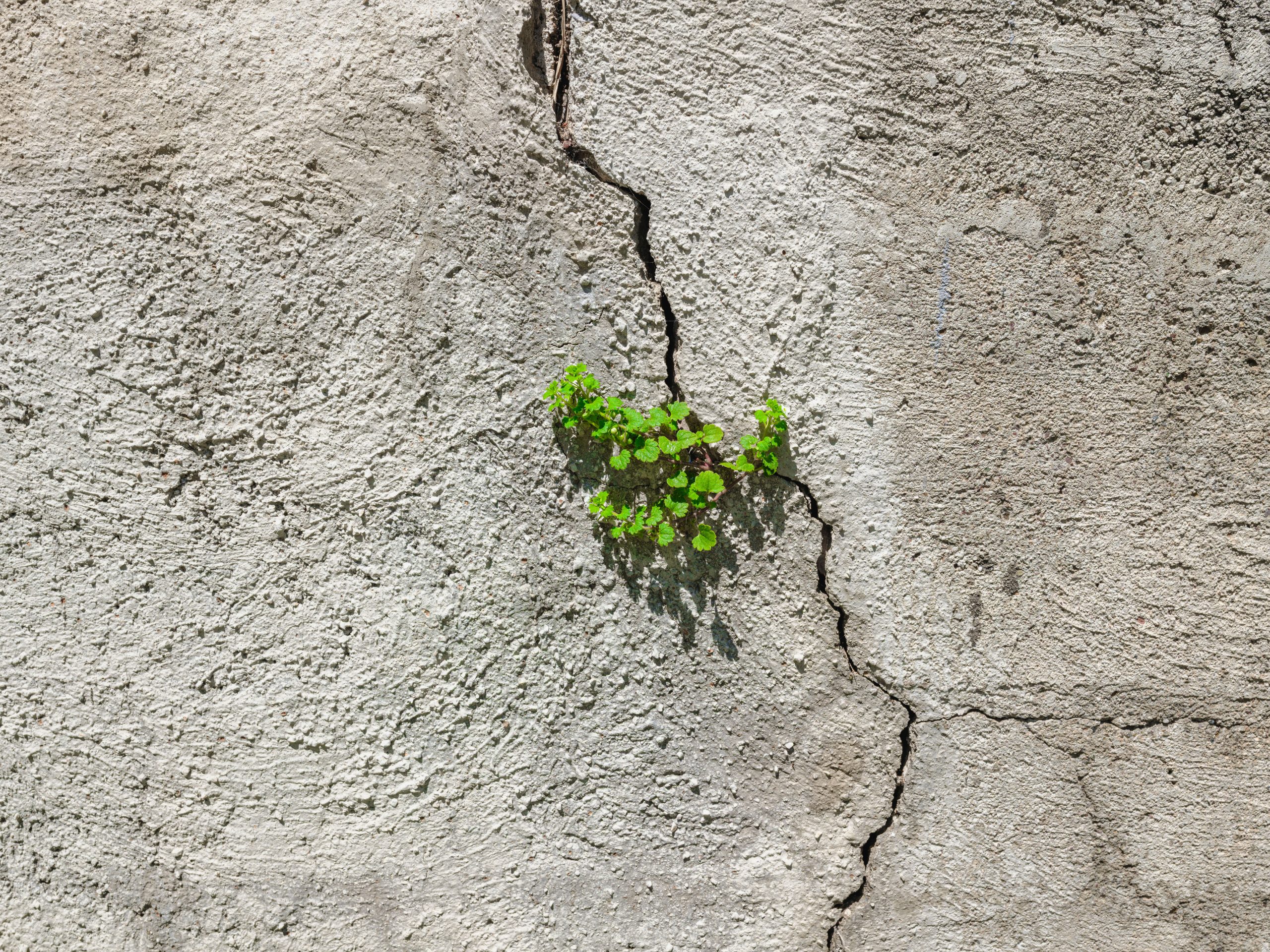 Résilience ou persévérance