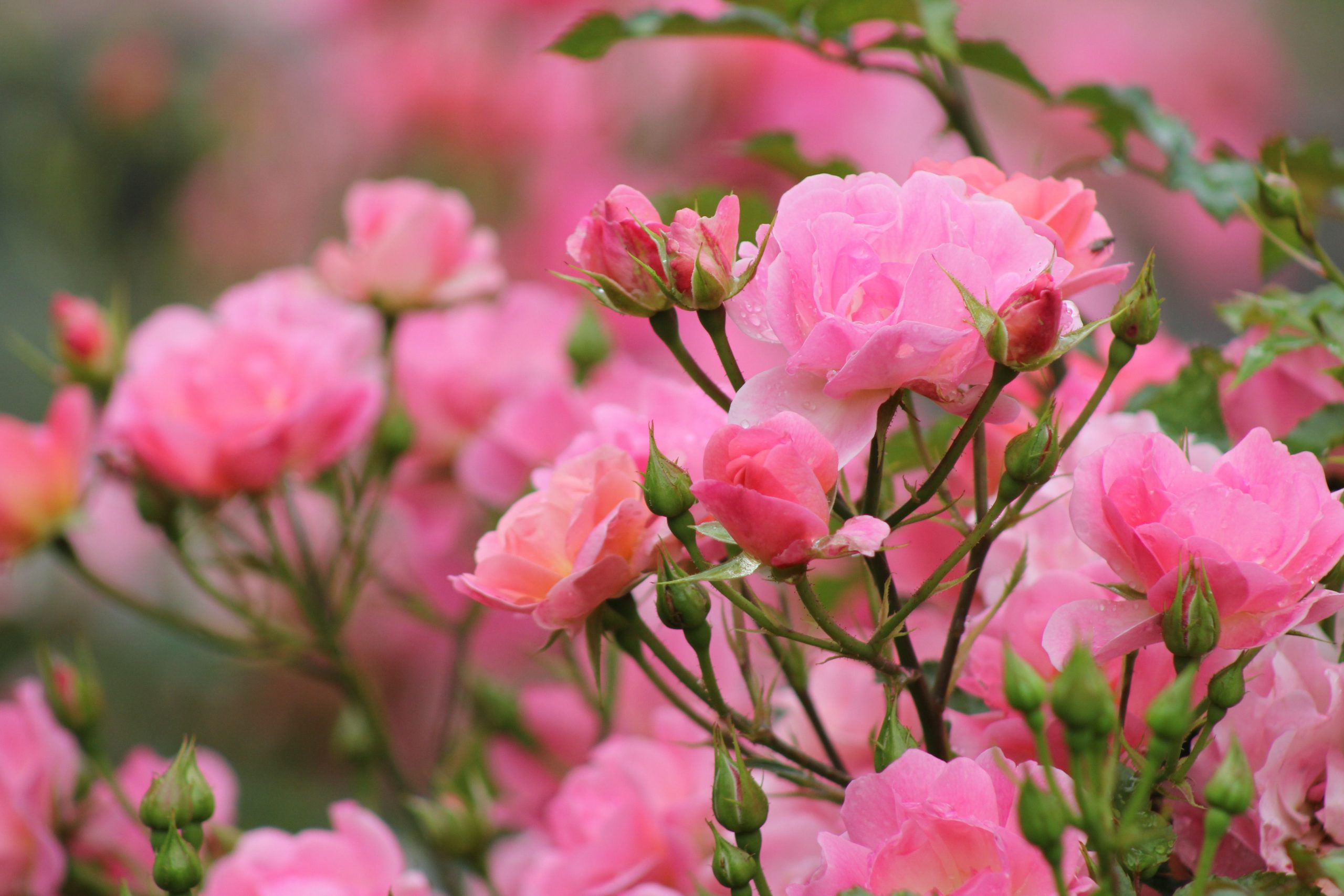 Rosier buisson ou rosier tige