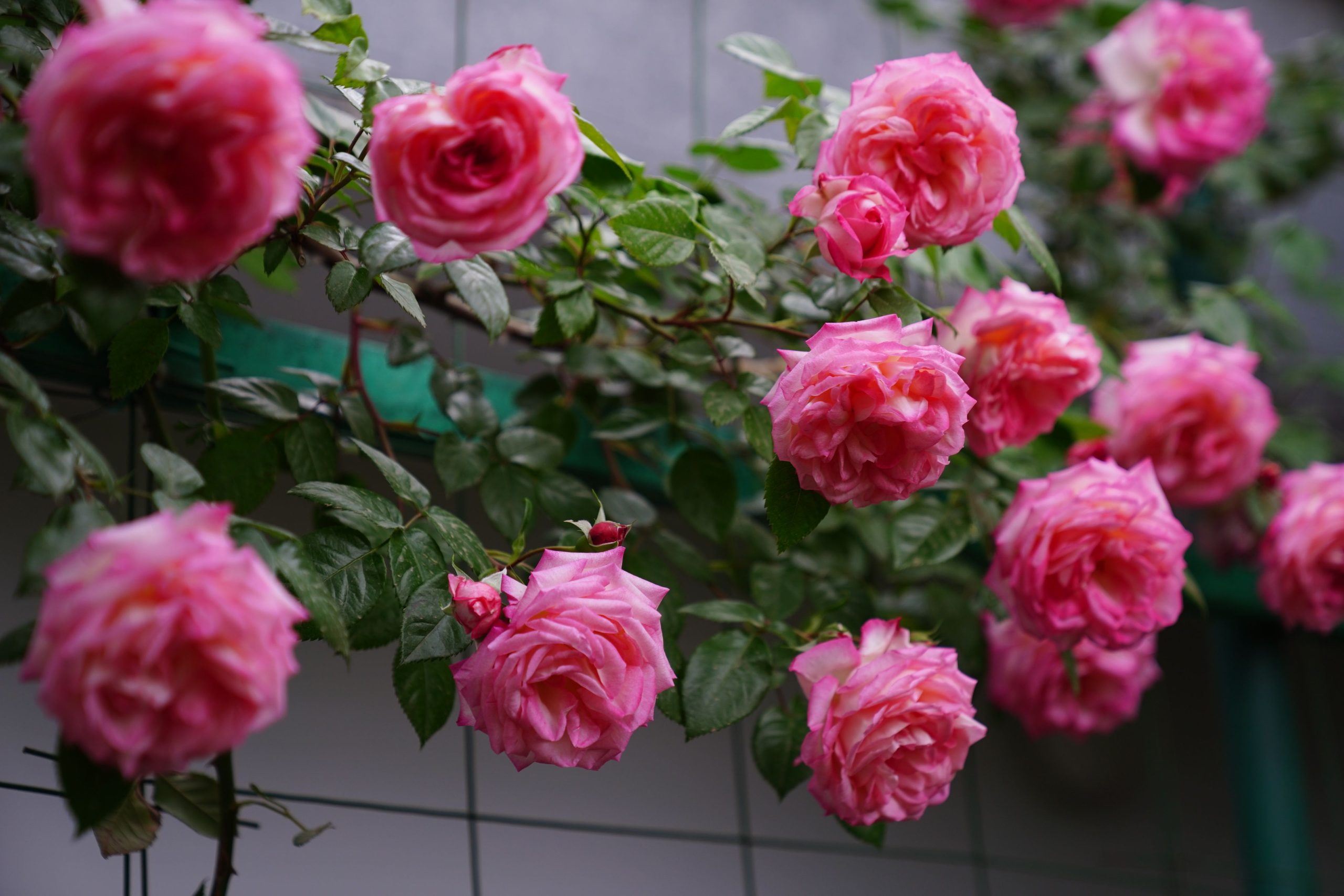 Rosiers grimpants ou buissons