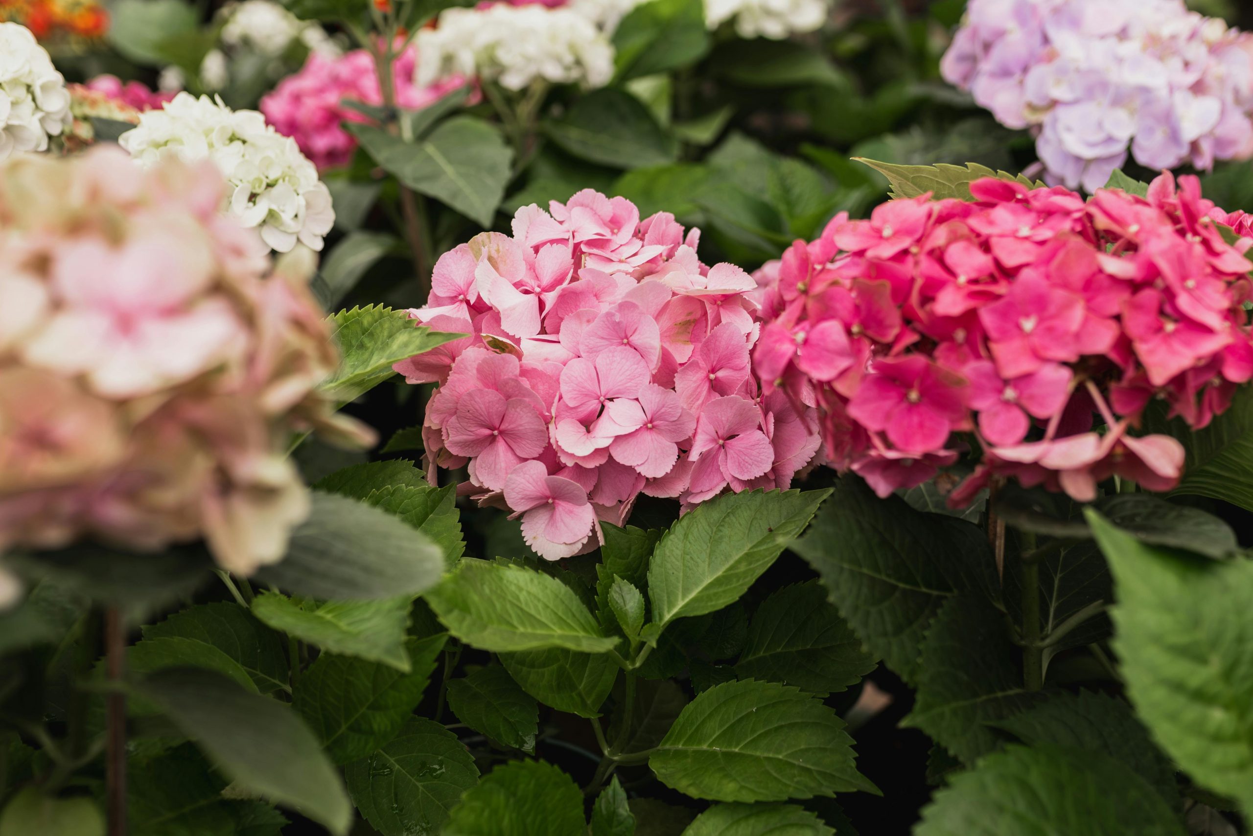 Rosiers vs hortensias