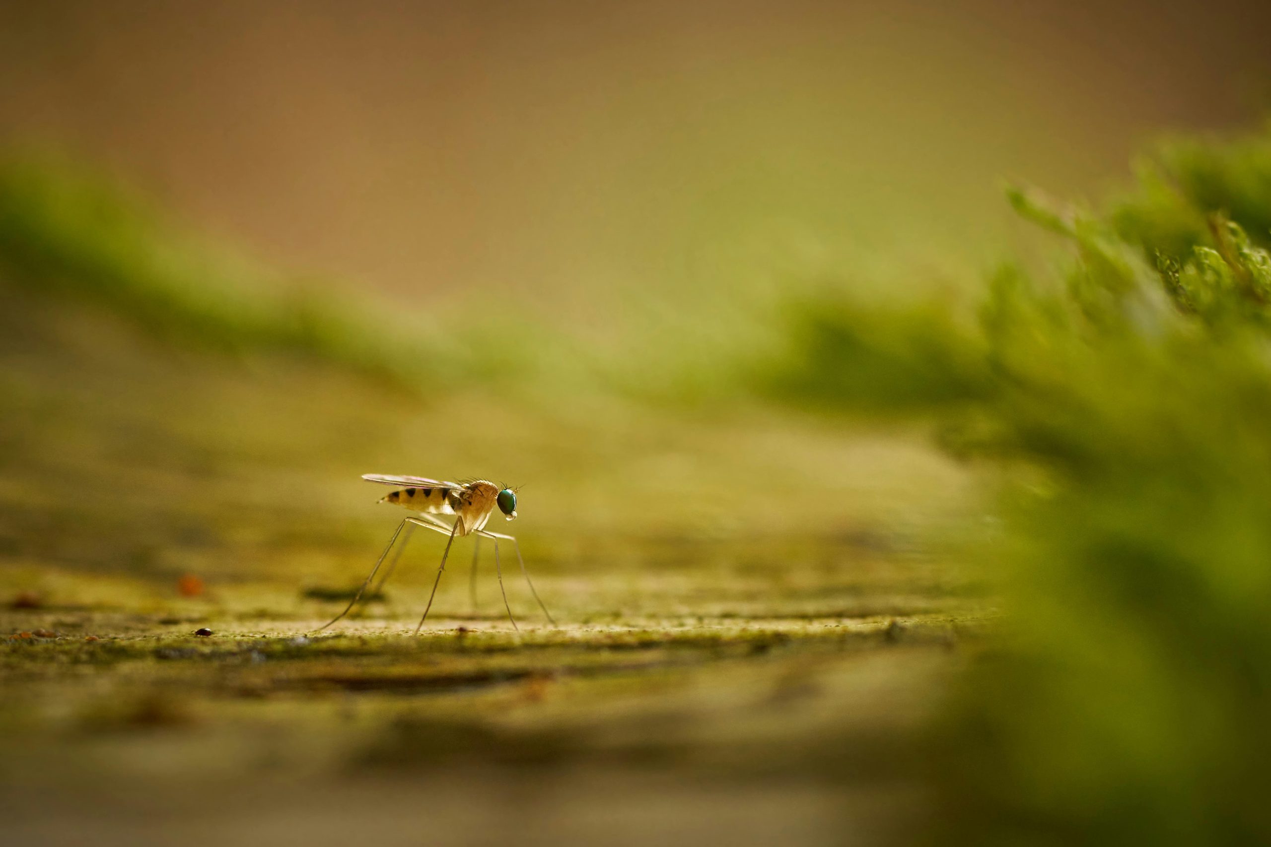 Traitement phytosanitaire ou insecte auxiliaire